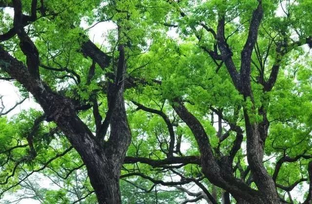 廣東筑境生態(tài)園林有限公司